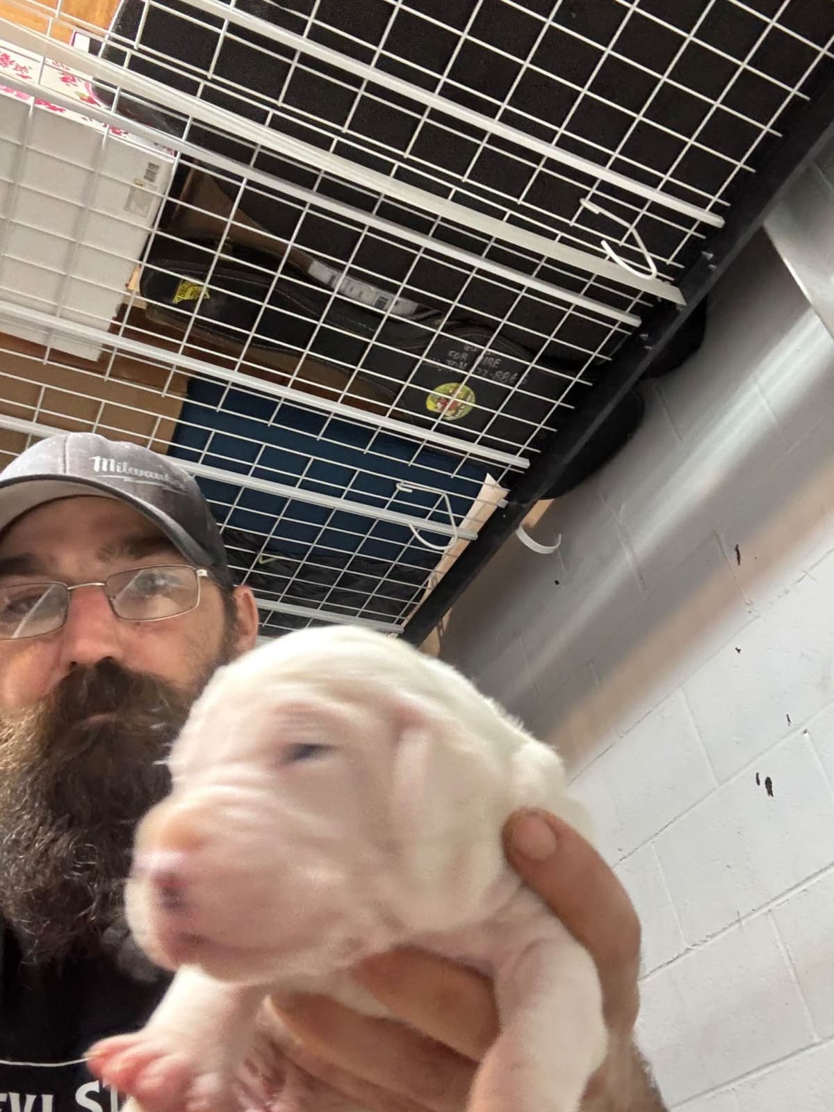 Multi champion sired Dogo Argentino Puppies. breeder image 2