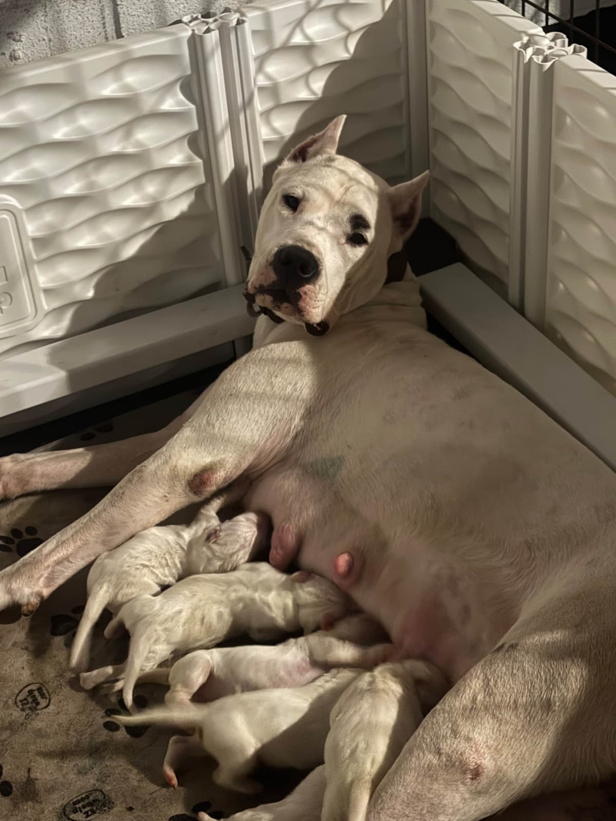 Multi champion sired Dogo Argentino Puppies. breeder image 3
