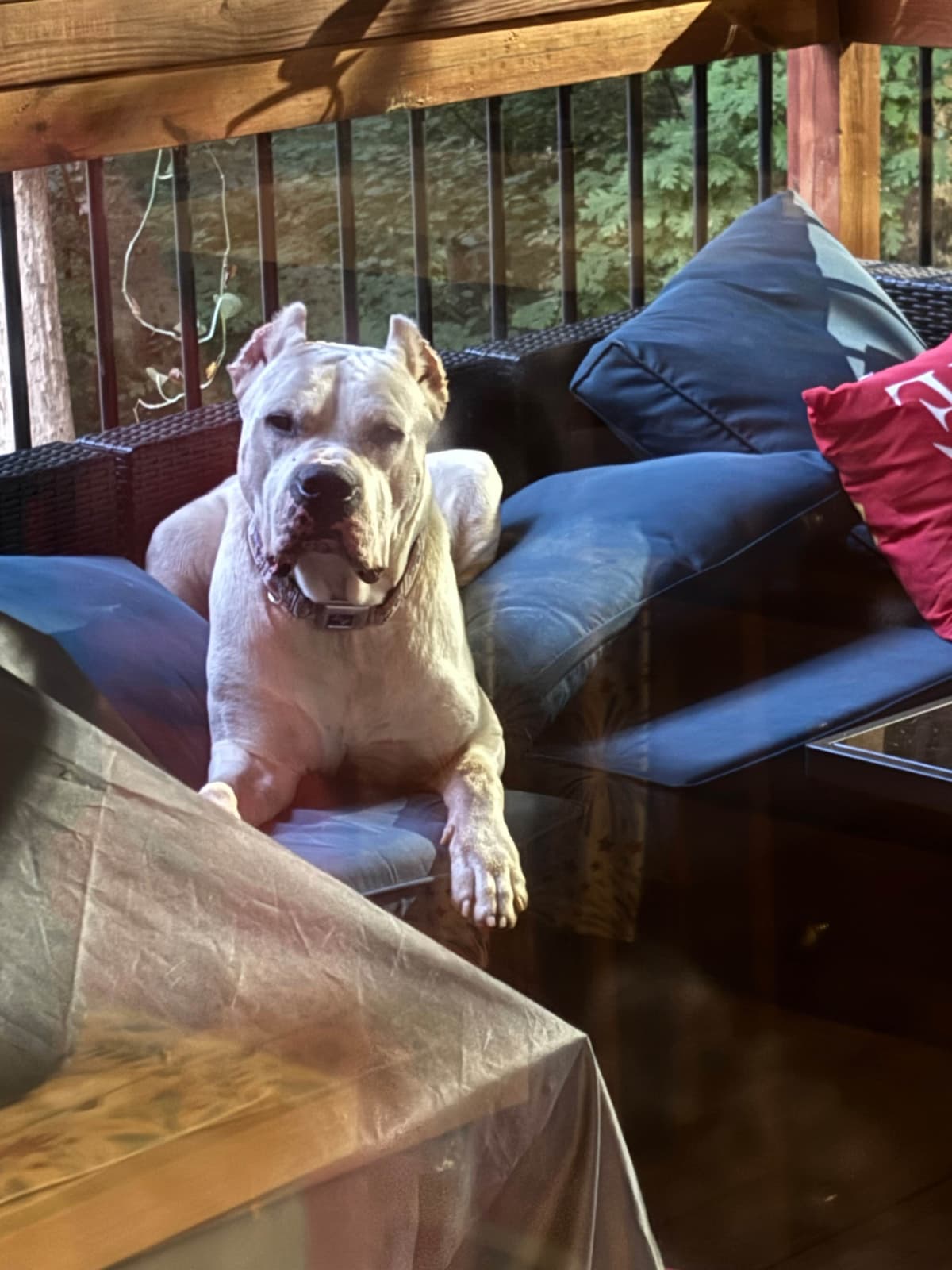 Multi champion sired Dogo Argentino Puppies. breeder image 4