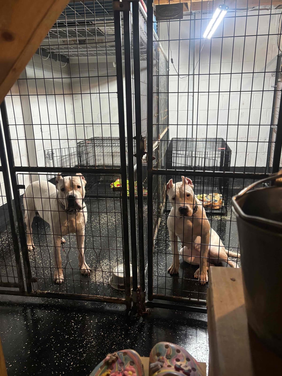 Multi champion sired Dogo Argentino Puppies. breeder image 6