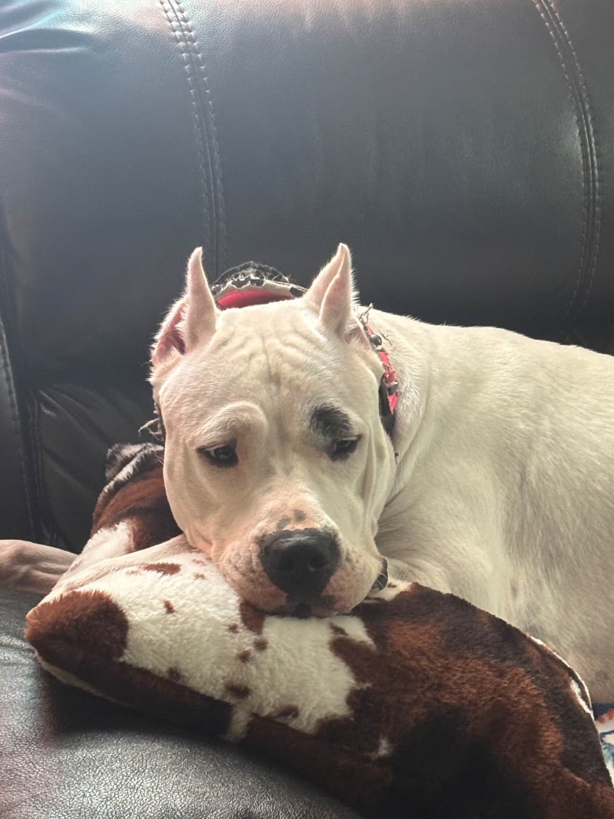 Multi champion sired Dogo Argentino Puppies. breeder image 8