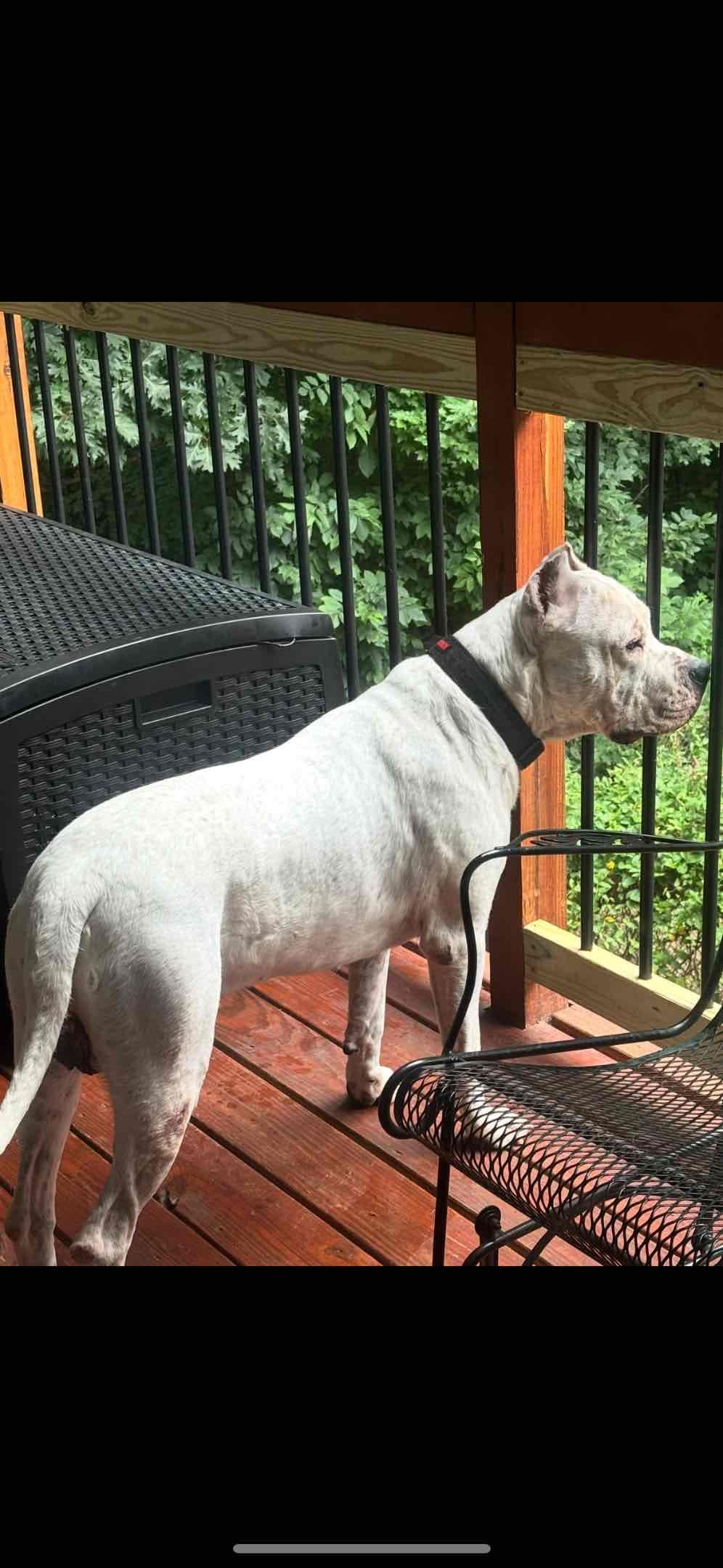 Multi champion sired Dogo Argentino Puppies. breeder image 9