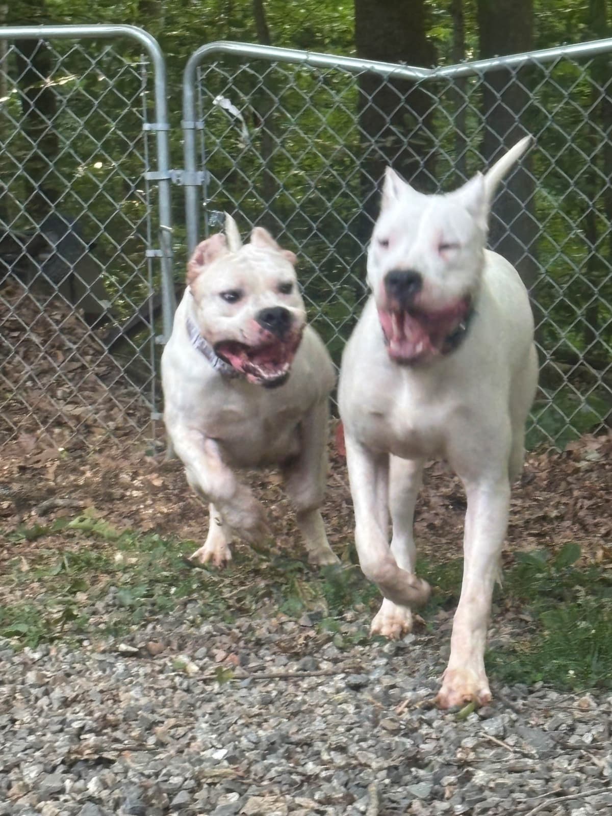 Multi champion sired Dogo Argentino Puppies. breeder image 11