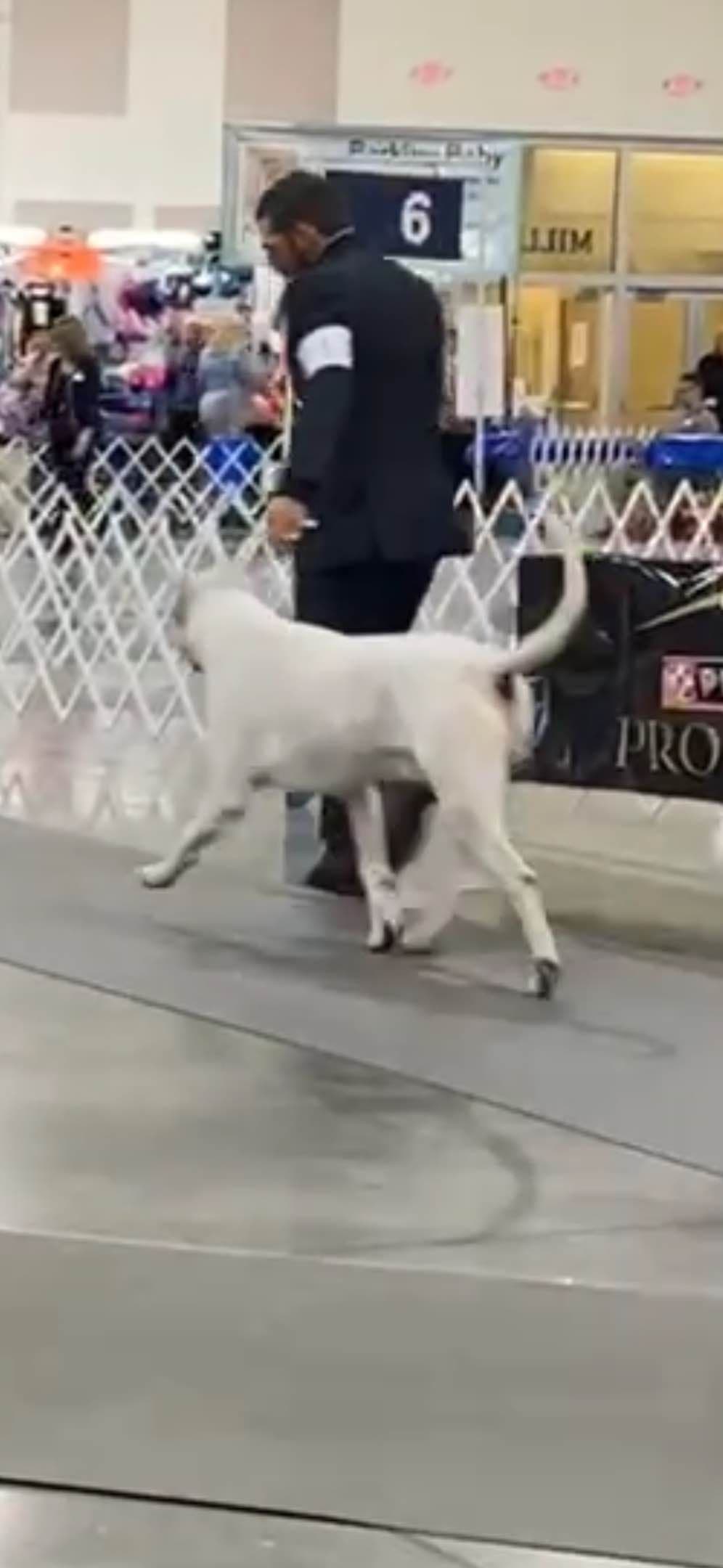 Multi champion sired Dogo Argentino Puppies. breeder image 12