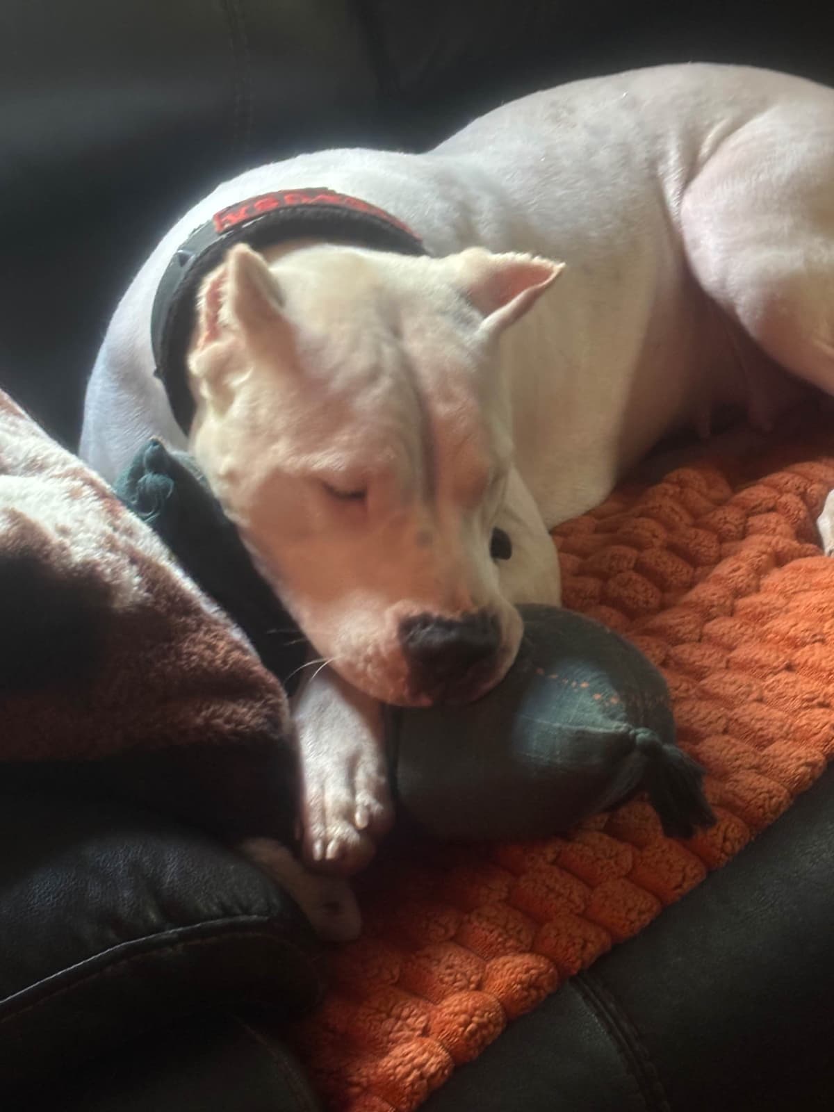 Multi champion sired Dogo Argentino Puppies. breeder image 13