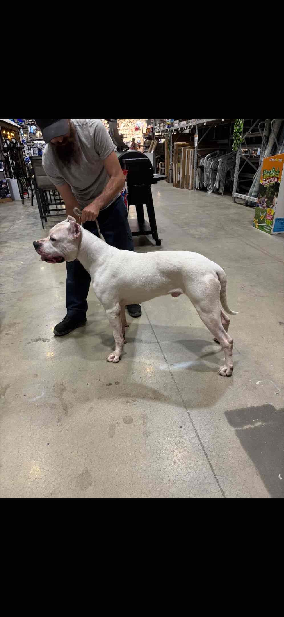 Multi champion sired Dogo Argentino Puppies. breeder image 14