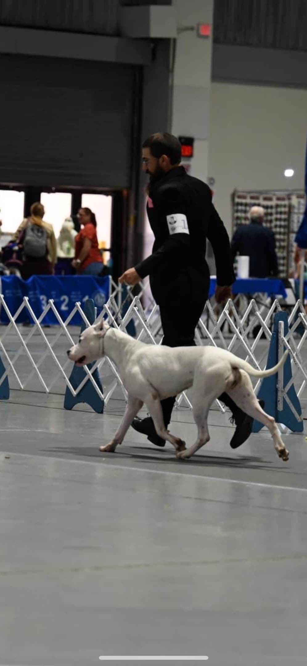Multi champion sired Dogo Argentino Puppies. breeder image 15