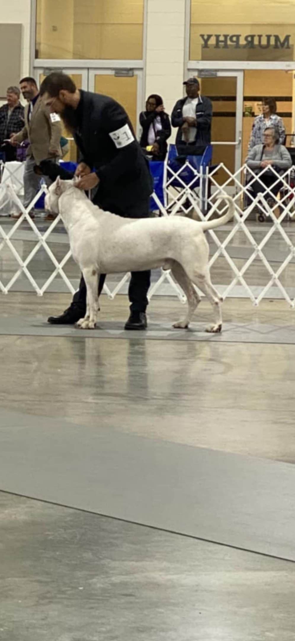 Multi champion sired Dogo Argentino Puppies. breeder image 16