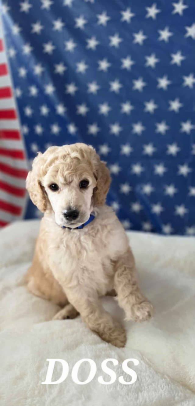 Hunting, Agility, Preformance, & Companionship Poodle Puppies! media 5