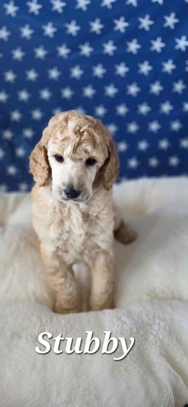 Hunting, Agility, Preformance, & Companionship Poodle Puppies! media 4