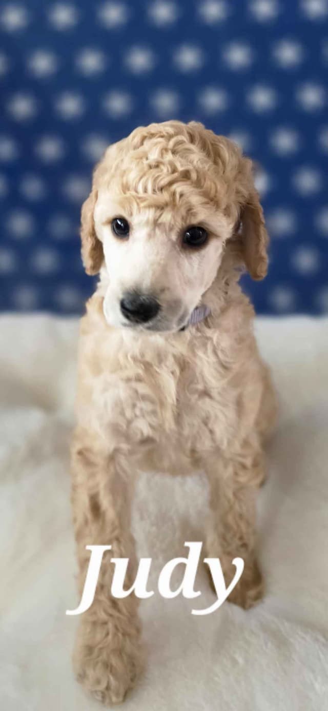 Hunting, Agility, Preformance, & Companionship Poodle Puppies! media 7