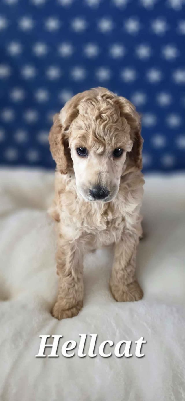 Hunting, Agility, Preformance, & Companionship Poodle Puppies! media 2