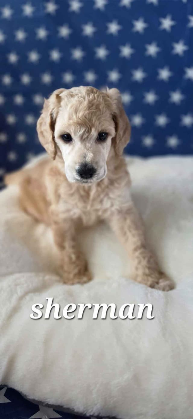 Hunting, Agility, Preformance, & Companionship Poodle Puppies! media 3