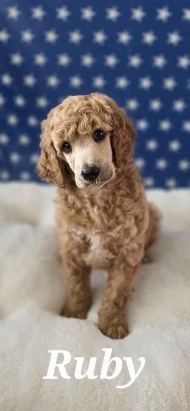 Hunting, Agility, Preformance, & Companionship Poodle Puppies! media 6