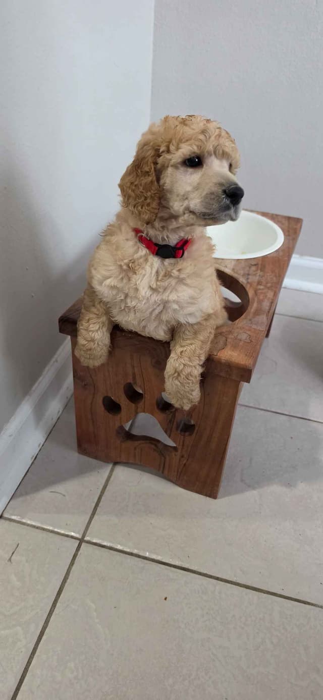 Hunting, Agility, Preformance, & Companionship Poodle Puppies! media 9