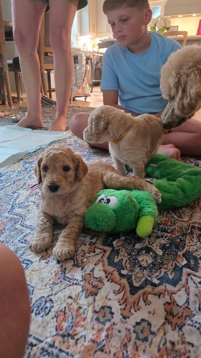 Hunting, Agility, Preformance, & Companionship Poodle Puppies! media 10