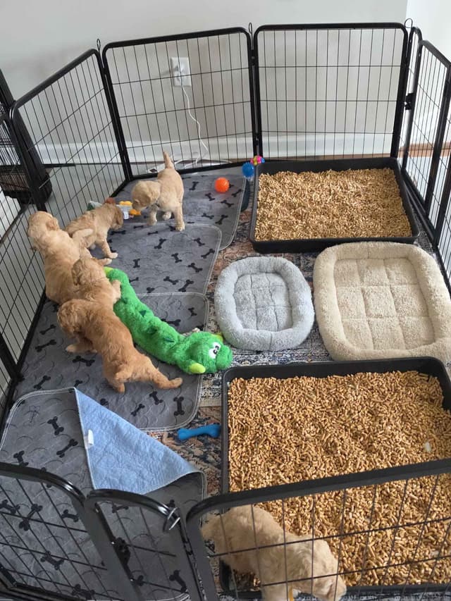 Hunting, Agility, Preformance, & Companionship Poodle Puppies! media 14