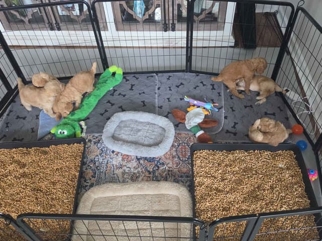 Hunting, Agility, Preformance, & Companionship Poodle Puppies! media 16