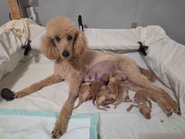Hunting, Agility, Preformance, & Companionship Poodle Puppies! media 17