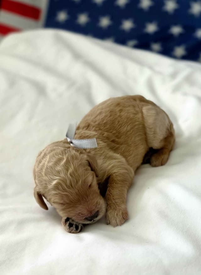 Hunting, Agility, Preformance, & Companionship Poodle Puppies! media 20
