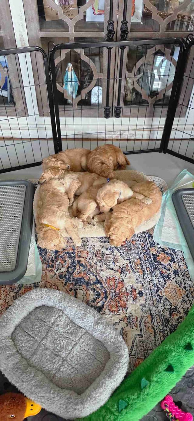Hunting, Agility, Preformance, & Companionship Poodle Puppies! media 21