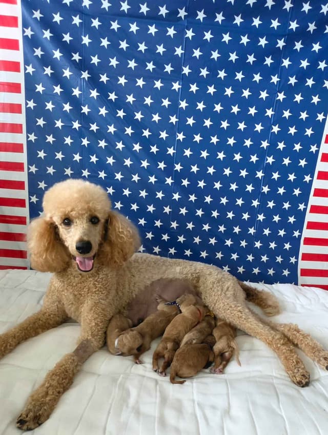 Hunting, Agility, Preformance, & Companionship Poodle Puppies! media 22