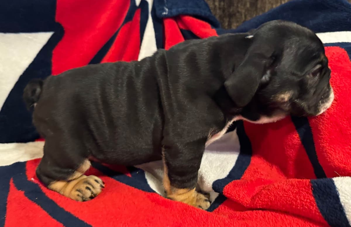 Gorgeous Bulldog Puppies breeder image 1