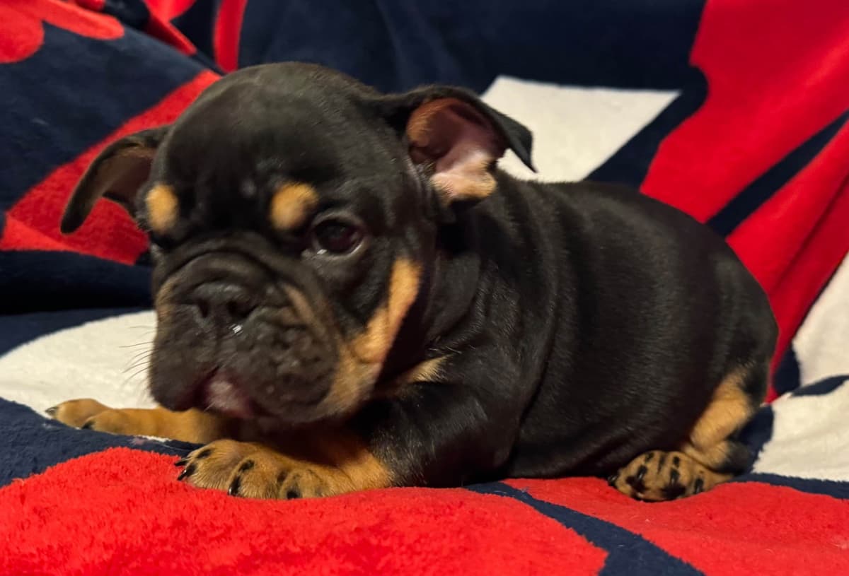Gorgeous Bulldog Puppies breeder image 3