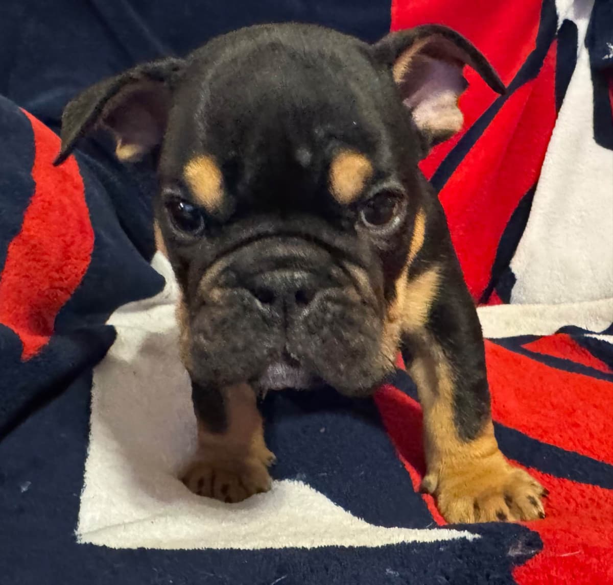 Gorgeous Bulldog Puppies breeder image 10