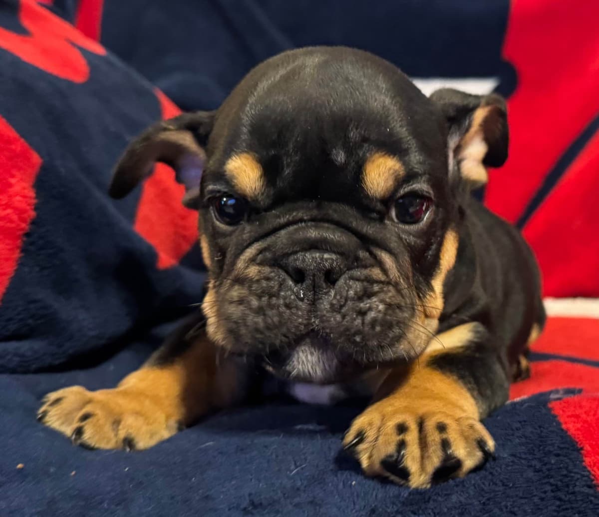 Gorgeous Bulldog Puppies breeder image 4