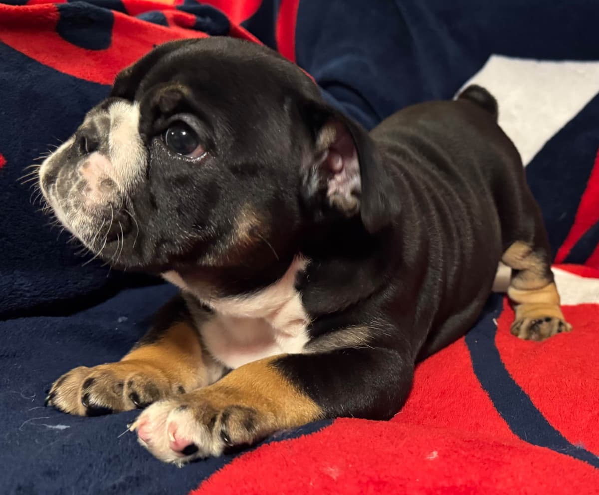 Gorgeous Bulldog Puppies breeder image 12