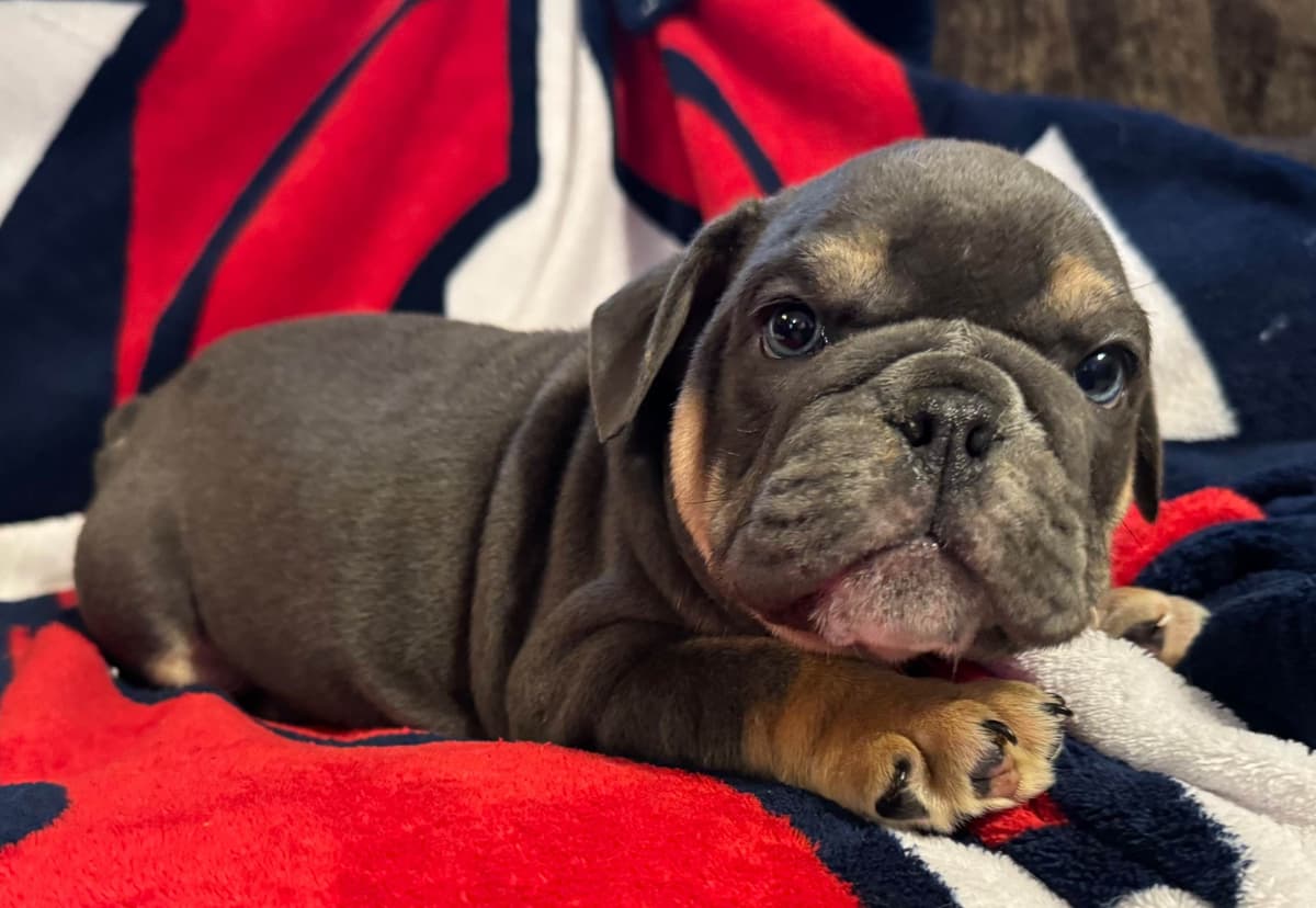 Gorgeous Bulldog Puppies breeder image 9