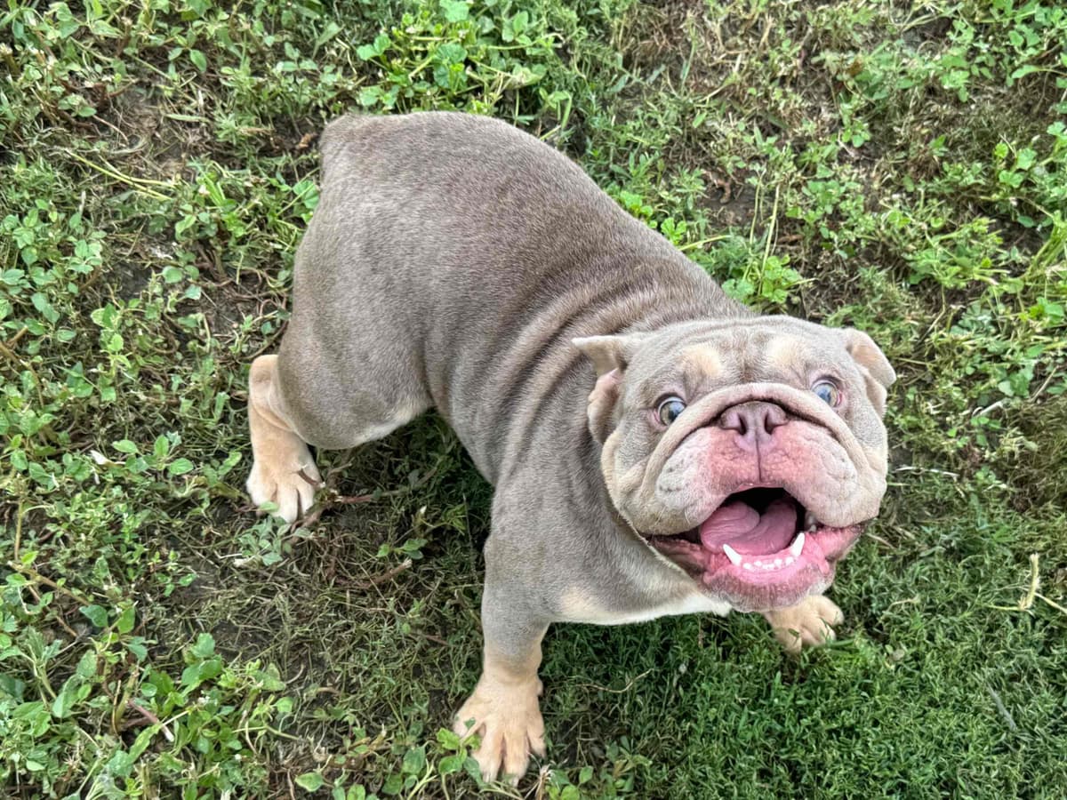 Gorgeous Bulldog Puppies breeder image 13