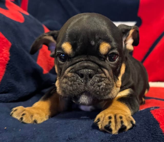 Male Bulldog Puppies media 6