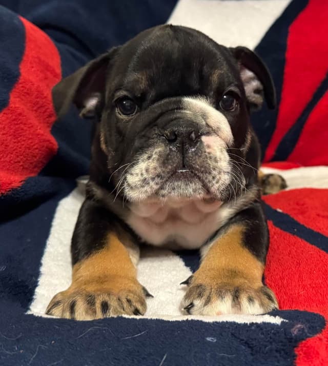 Male Bulldog Puppies media 2