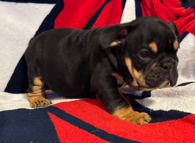 Male Bulldog Puppies media 7