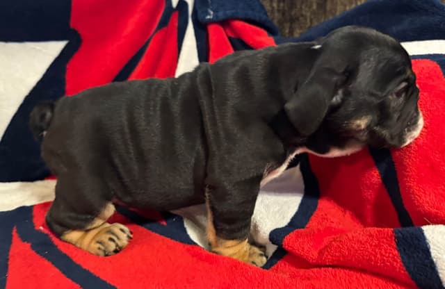 Male Bulldog Puppies media 3