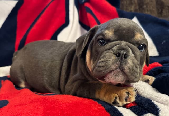 Male Bulldog Puppies media 9