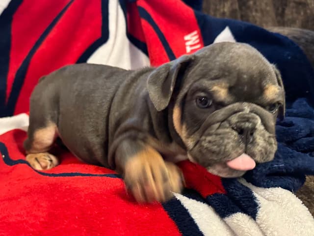 Male Bulldog Puppies media 10