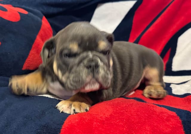Male Bulldog Puppies media 12