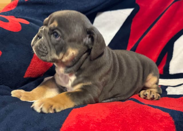 Male Bulldog Puppies media 11