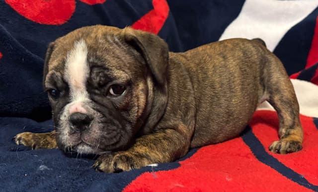 Gorgeous Bulldog Puppies media 2