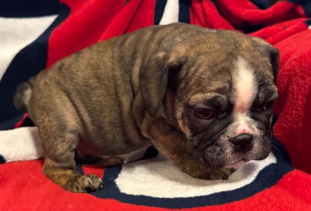 Gorgeous Bulldog Puppies media 3