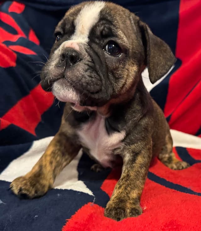 Gorgeous Bulldog Puppies media 4