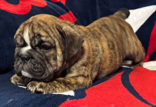 Gorgeous Bulldog Puppies media 5