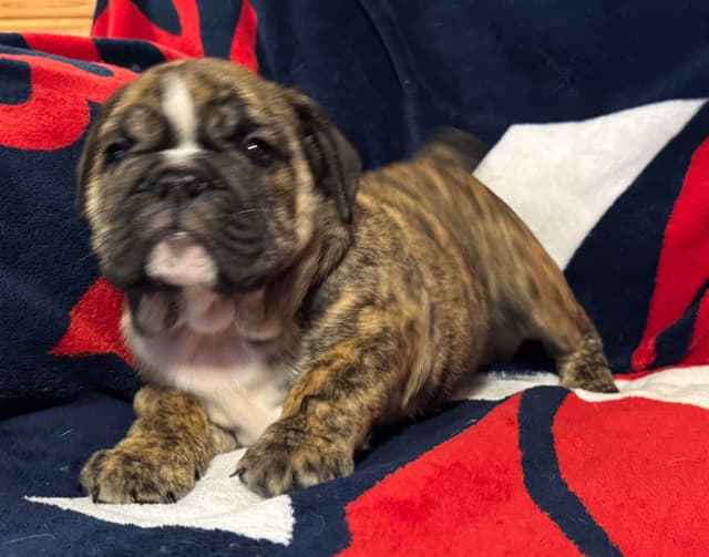 Gorgeous Bulldog Puppies media 6