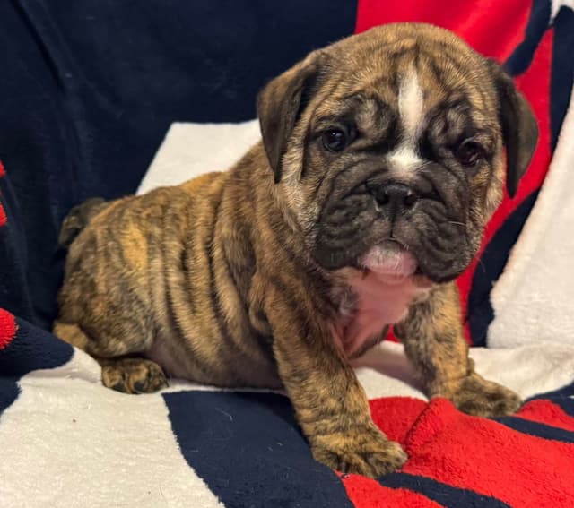 Gorgeous Bulldog Puppies media 7