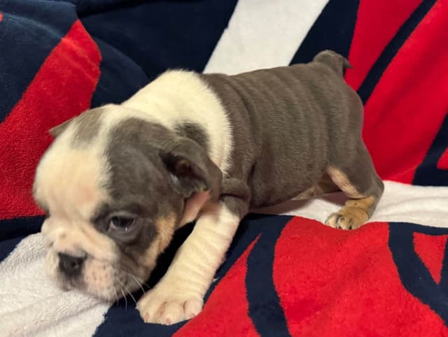 Gorgeous Bulldog Puppies media 9