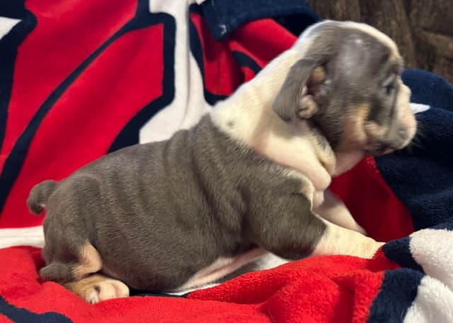 Gorgeous Bulldog Puppies media 10