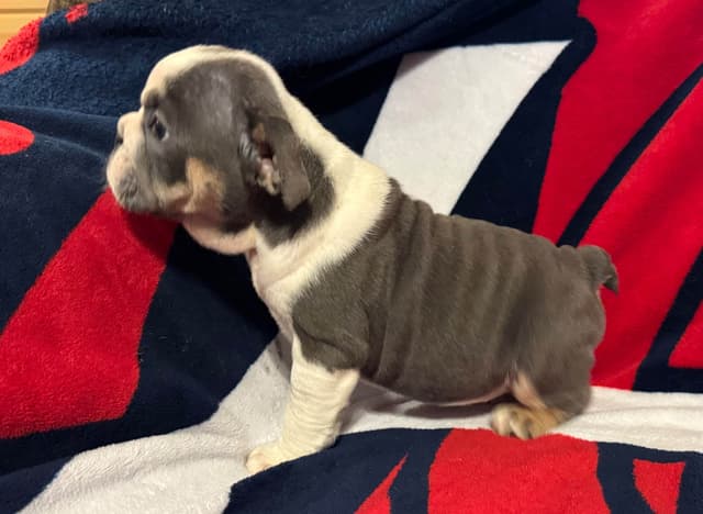 Gorgeous Bulldog Puppies media 11